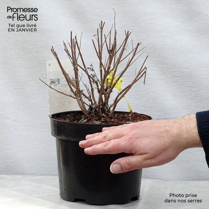 Exemplaar van Caryopteris clandonensis Petit Bleu - Blauwe spirea Pot van 3 l/4 l zoals geleverd in de winter