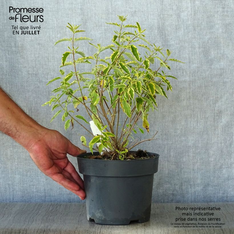 Exemplaar van Caryopteris clandonensis Summer Sorbet - Blauwe spirea Pot van 3 l/4 l zoals geleverd in de zomer