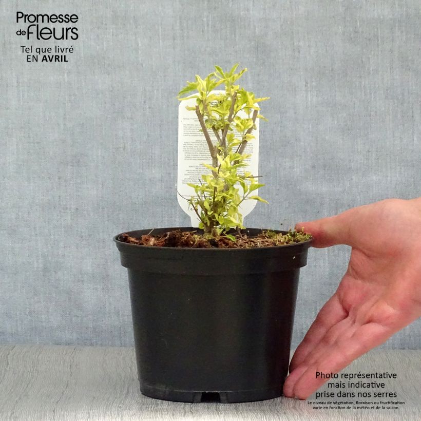 Exemplaar van Caryopteris clandonensis Summer Sorbet - Blauwe spirea Pot van 3 l/4 l zoals geleverd in de lente