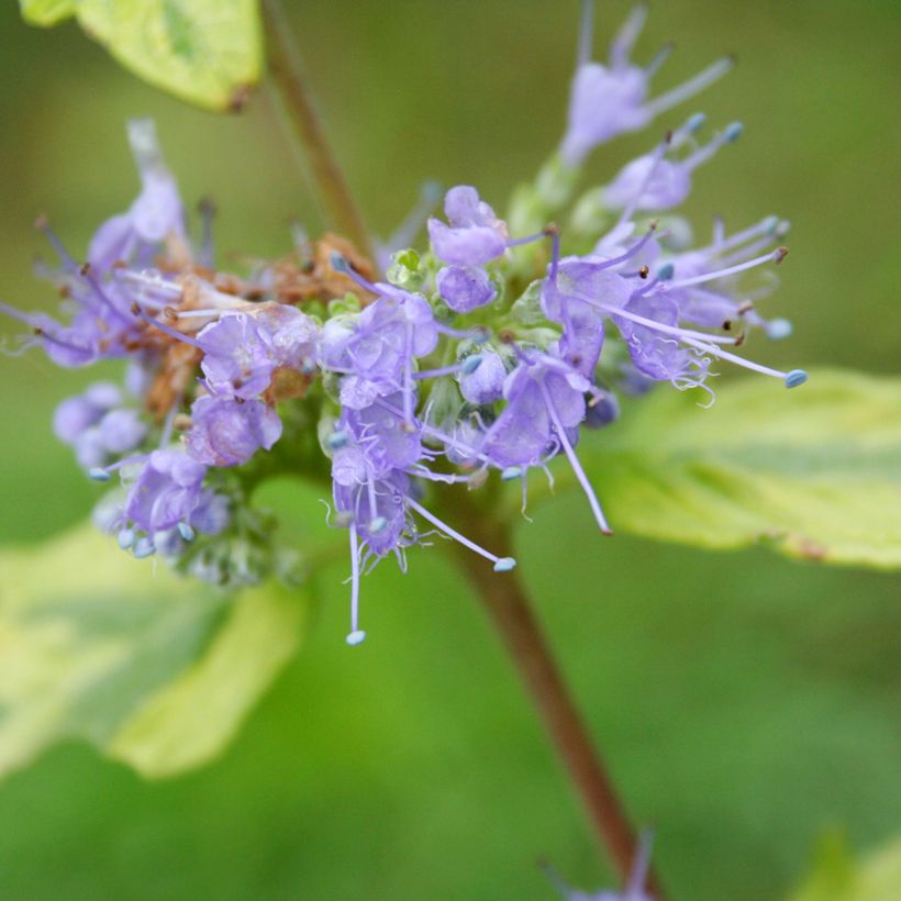 Caryopteris clandonensis Summer Sorbet - Blauwe spirea (Bloei)