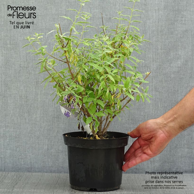 Exemplaar van Caryopteris clandonensis White Surprise - Blauwbaard Pot van 2 l/3 l zoals geleverd in de zomer