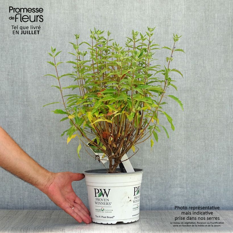 Exemplaar van Caryopteris clandonensis Beyond Midnight - Blauwe spirea Pot van 3 l/4 l zoals geleverd in de zomer