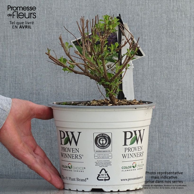 Exemplaar van Caryopteris clandonensis Beyond Midnight - Blauwe spirea Pot van 3 l/4 l zoals geleverd in de lente