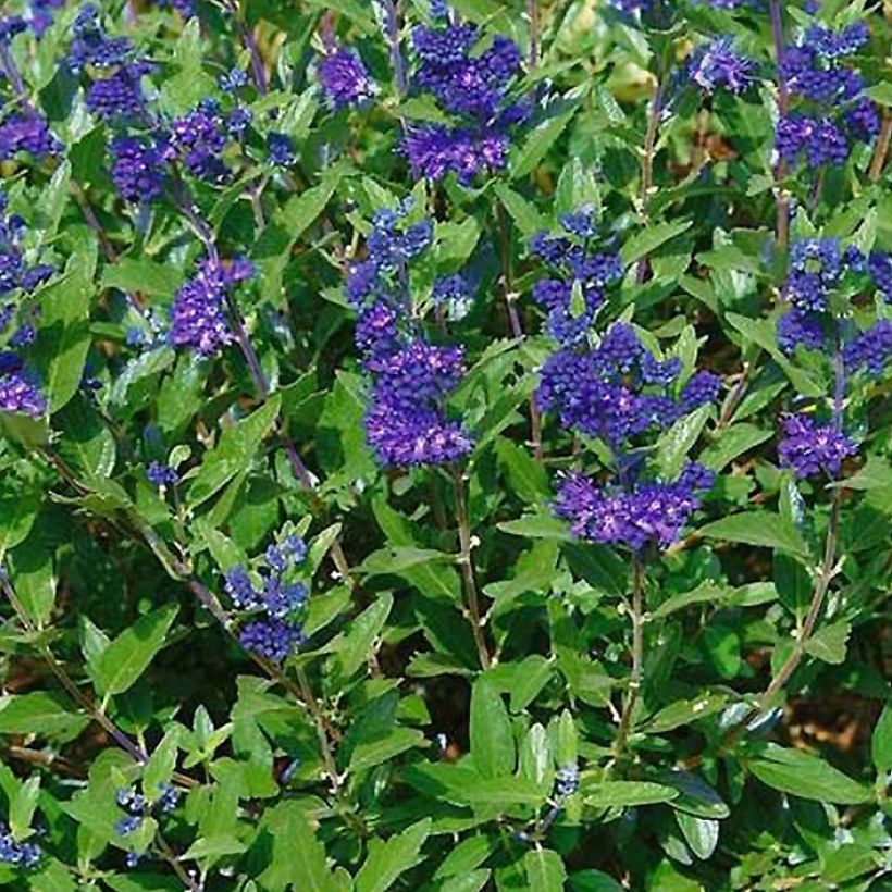 Caryopteris clandonensis First Choice - Blauwe spirea (Blad)