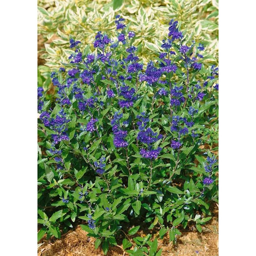 Caryopteris clandonensis First Choice - Blauwe spirea (Groeiplaats)