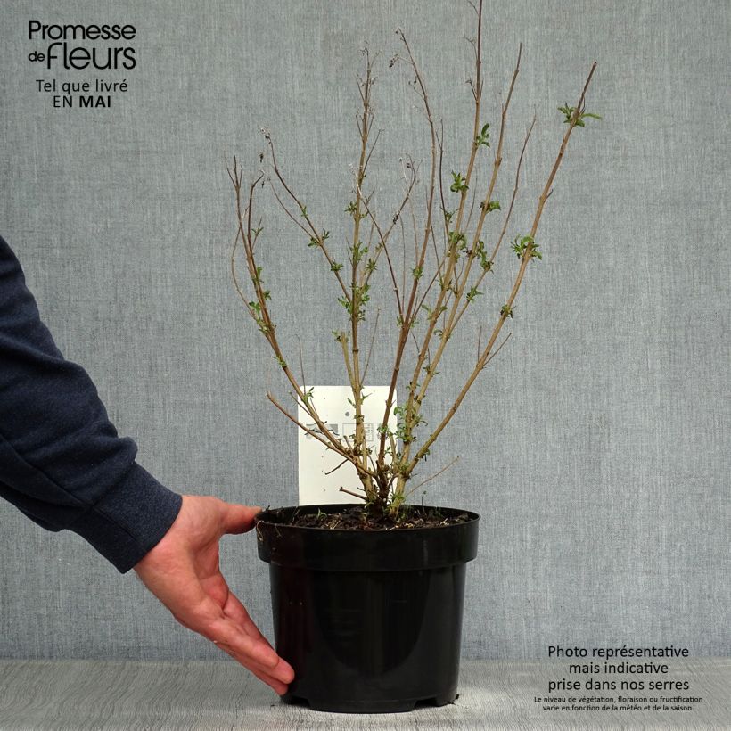 Exemplaar van Caryopteris clandonensis First Choice - Blauwe spirea Pot van 2 l/3 l zoals geleverd in de lente