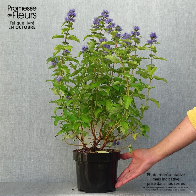 Exemplaar van Caryopteris clandonensis Good as Gold - Blauwe spirea Pot van 2 l/3 l zoals geleverd in de herfst