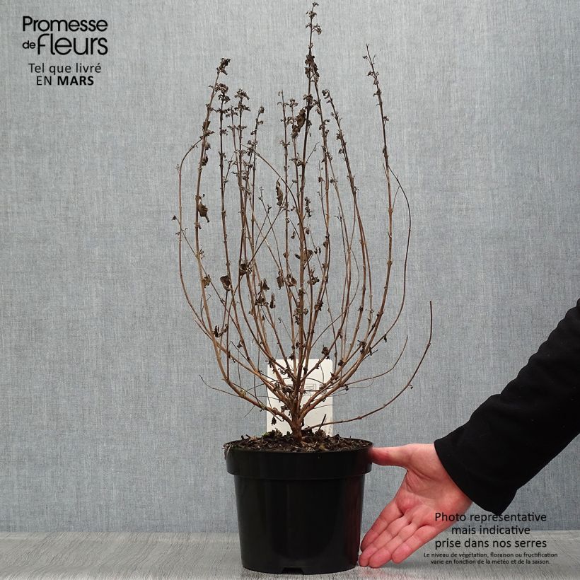 Example of Caryopteris clandonensis Good as Gold - Blauwe spirea Pot van 2 l/3 l as you get in printemps