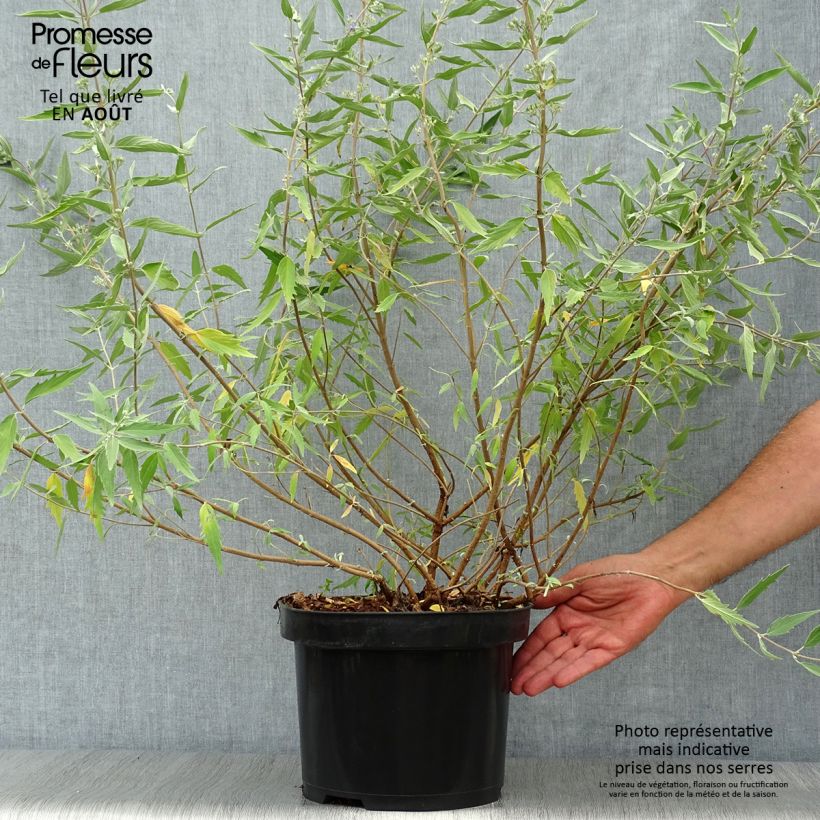 Exemplaar van Caryopteris clandonensis Heavenly Blue - Blauwe spirea Pot van 7,5 l/10 l zoals geleverd in de zomer