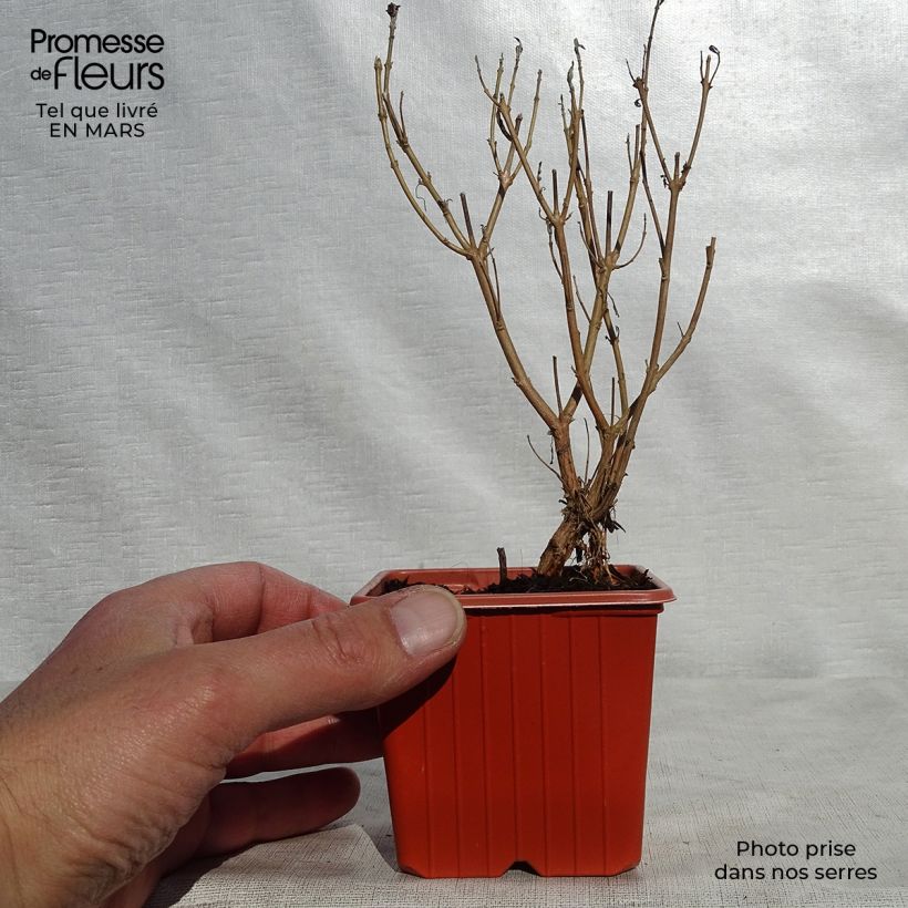 Exemplaar van Caryopteris clandonensis Heavenly Blue - Blauwe spirea Kweekpotje van 8/9 cm zoals geleverd in de lente