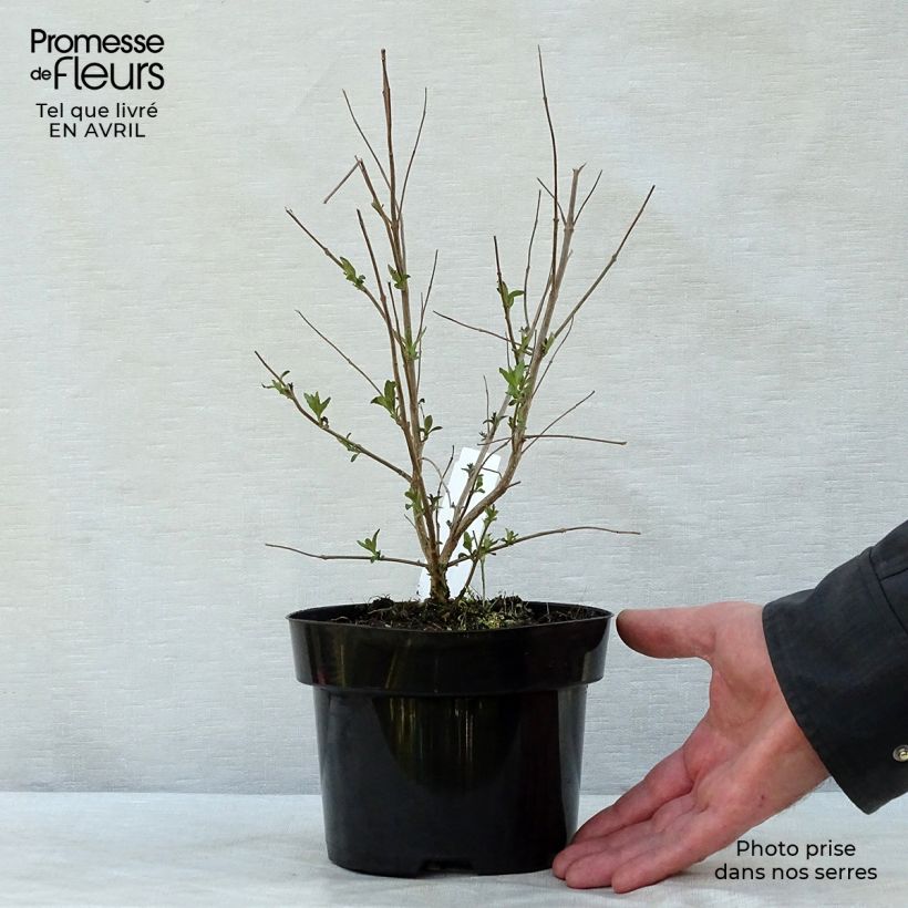 Exemplaar van Caryopteris clandonensis Heavenly Blue - Blauwe spirea Pot van 2 l/3 l zoals geleverd in de lente