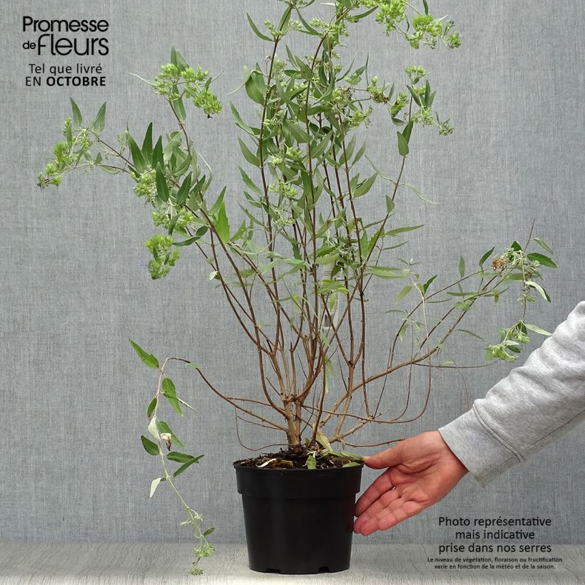 Exemplaar van Caryopteris clandonensis Heavenly Blue - Blauwe spirea Pot van 2 l/3 l zoals geleverd in de herfst