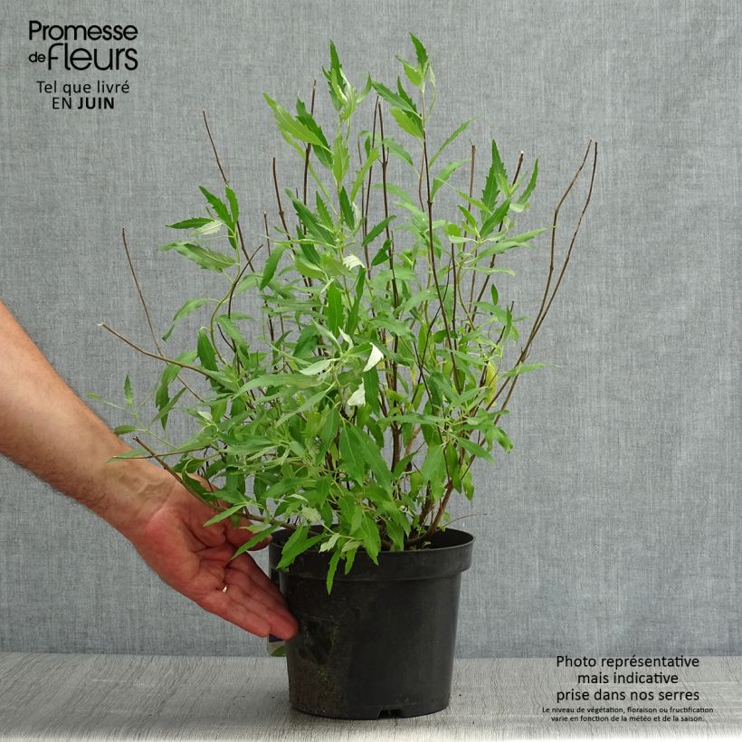 Exemplaar van Caryopteris clandonensis Heavenly Blue - Blauwe spirea Pot van 2 l/3 l zoals geleverd in de zomer