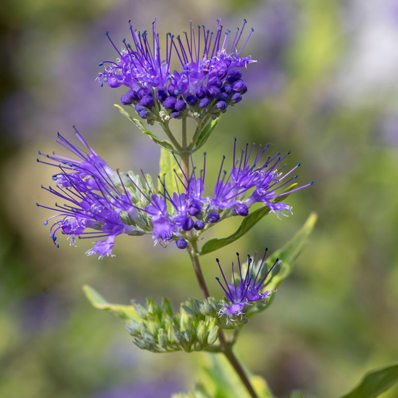 Caryopteris clandonensis Kew Blue - Blauwe spirea (Bloei)