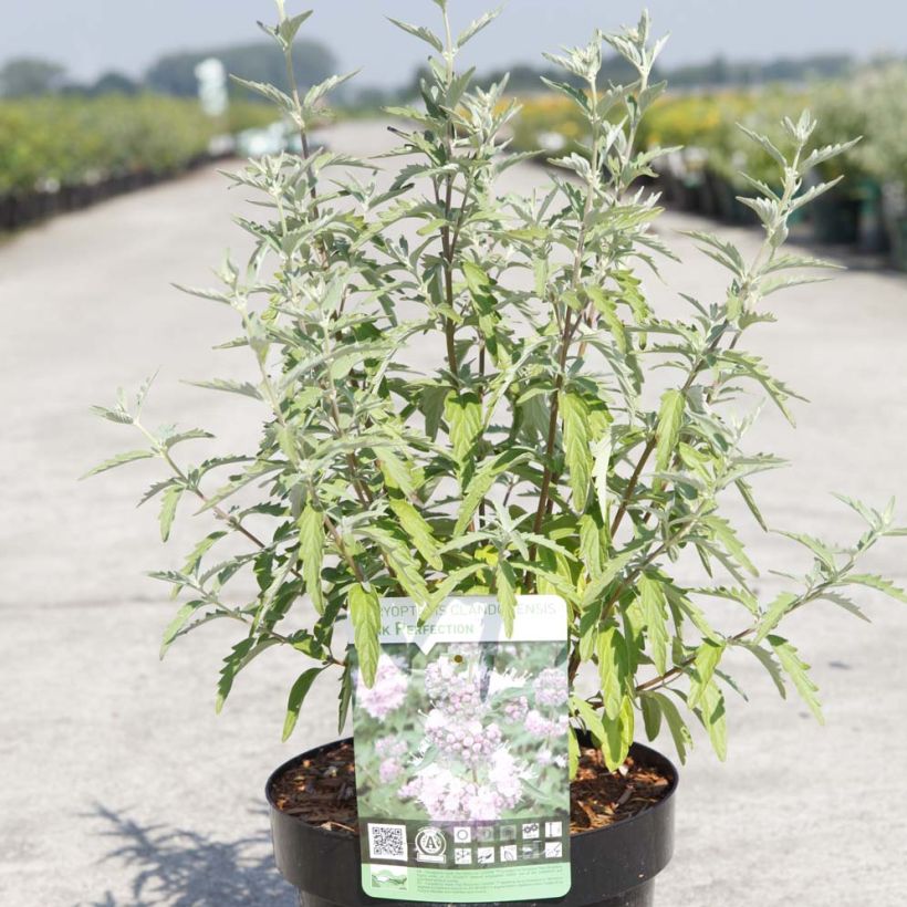 Caryopteris clandonensis Pink Perfection - Blauwe spirea (Plant habit)