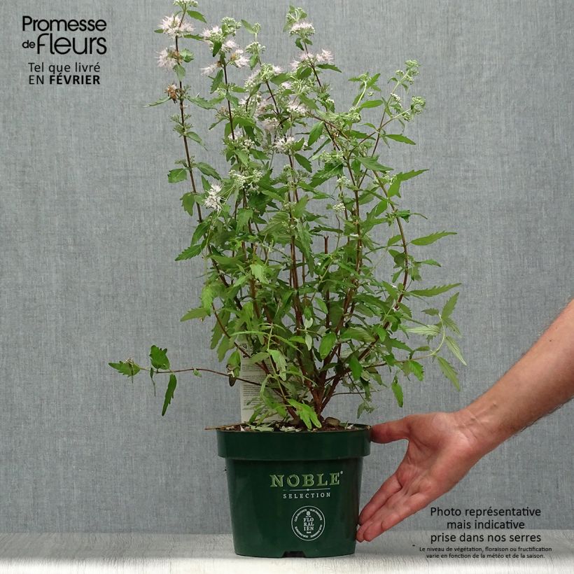Exemplaar van Caryopteris clandonensis Pink Perfection - Blauwe spirea Pot van 2 l/3 l zoals geleverd in de herfst