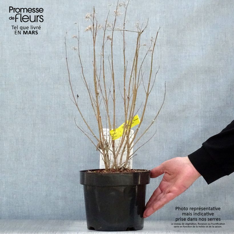 Exemplaar van Caryopteris clandonensis Thetis - Blauwe spirea Pot van 2 l/3 l zoals geleverd in de lente