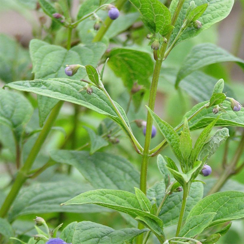 Caryopteris divaricata - Baardbloem (Blad)