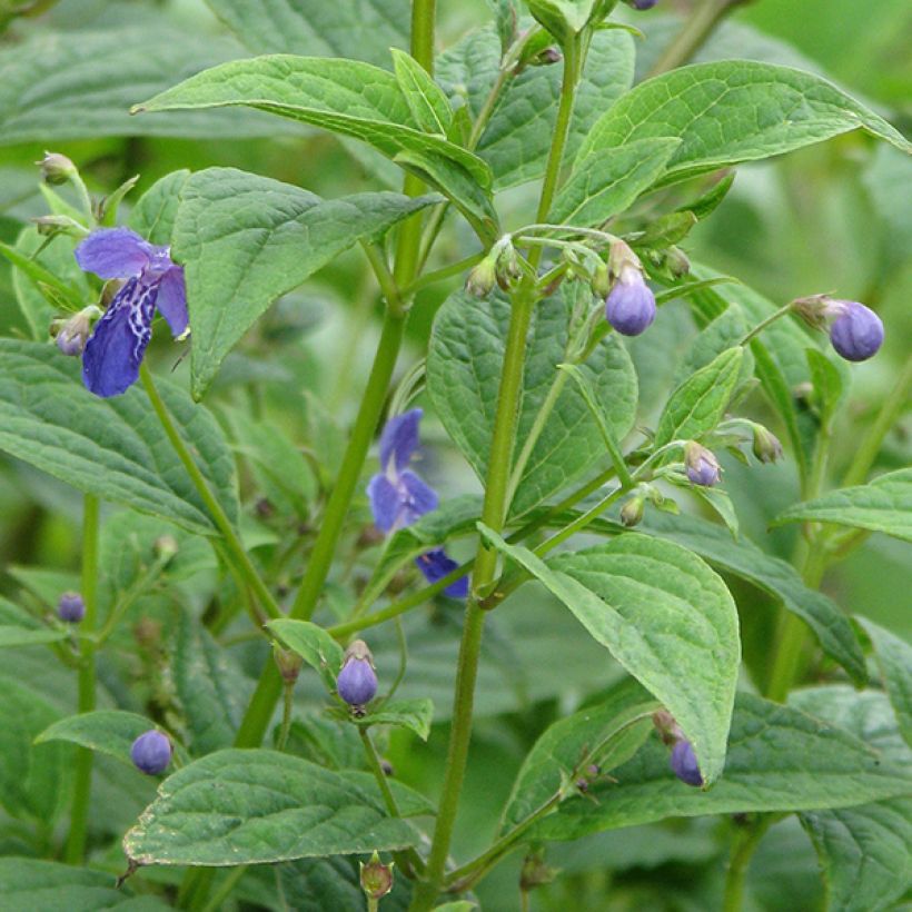 Caryopteris divaricata - Baardbloem (Bloei)