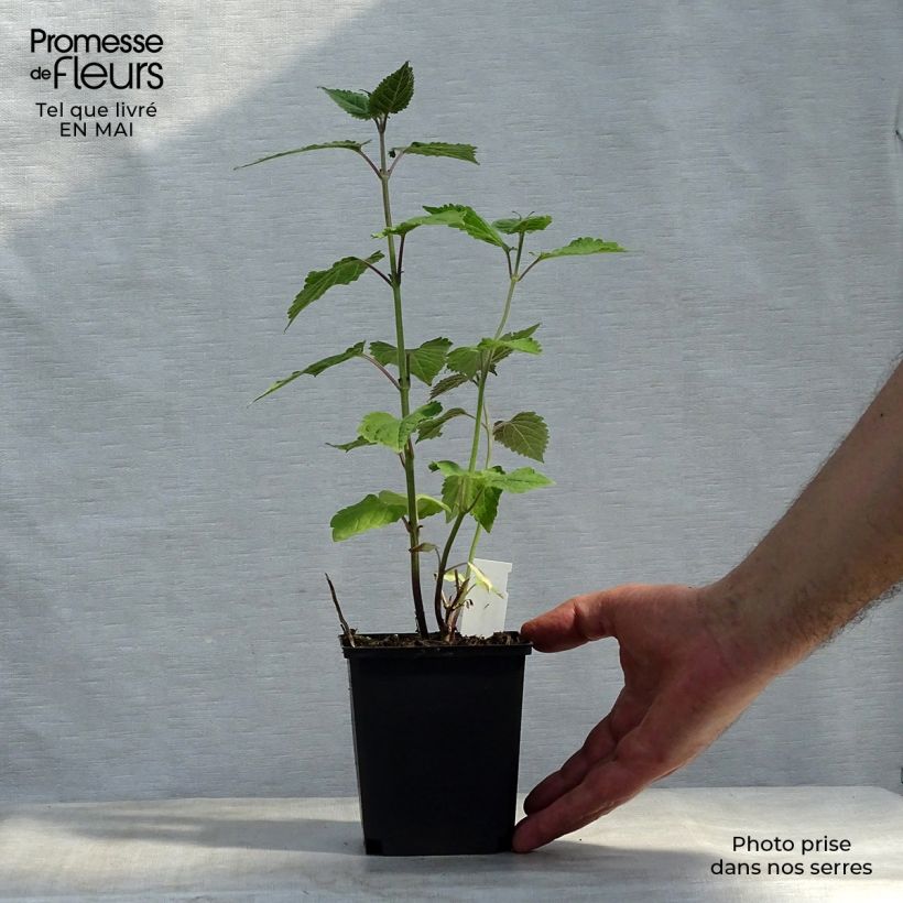 Exemplaar van Caryopteris divaricata - Baardbloem Kweekpotje van 8/9 cm zoals geleverd in de lente