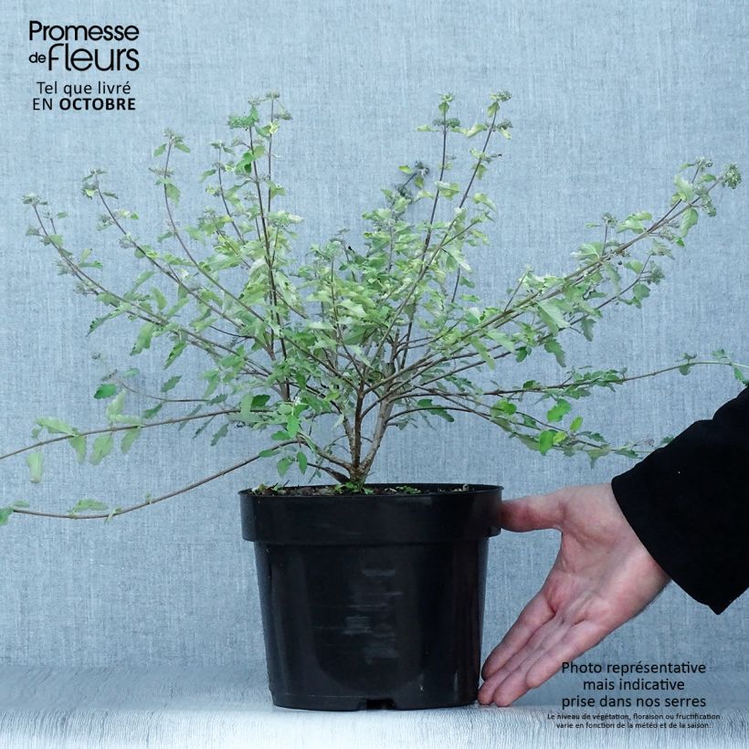 Exemplaar van Caryopteris incana Sunny Blue - Blauwbaard Pot van 2 l/3 l zoals geleverd in de herfst