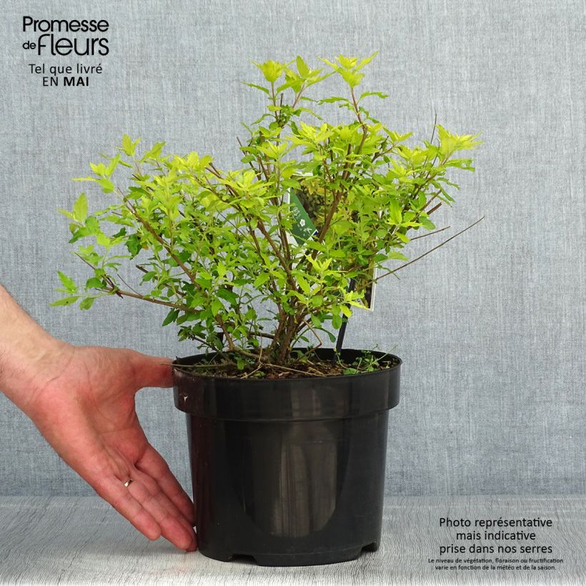Exemplaar van Caryopteris incana Sunny Blue - Blauwbaard Pot van 2 l/3 l zoals geleverd in de lente