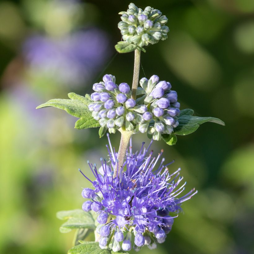 Caryopteris incana Sunny Blue - Blauwbaard (Bloei)