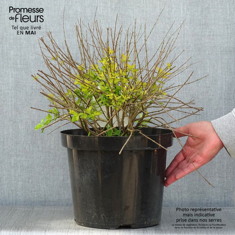 Example of Caryopteris incana Sunshine Blue - Blauwbaard Pot van 7,5 l/10 l as you get in printemps