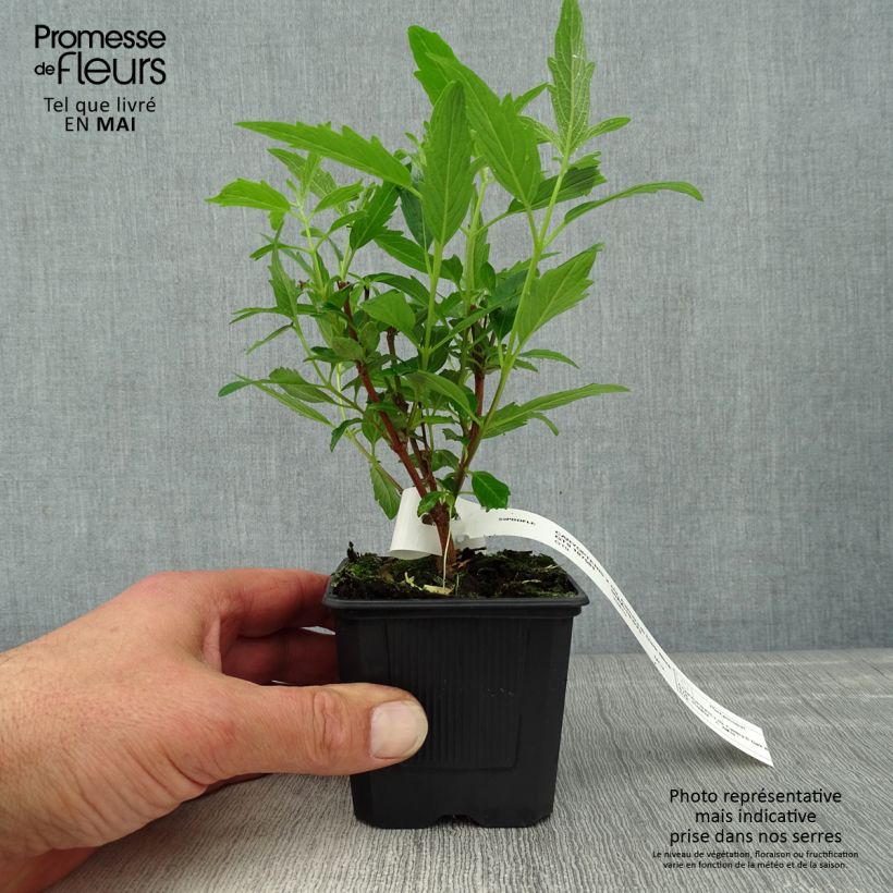 Example of Caryopteris clandonensis Camara Dark Blue - Blauwe spirea Kweekpotje van 8/9 cm as you get in printemps