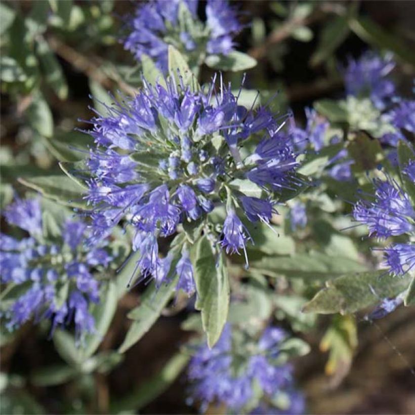 Caryopteris clandonensis Heavenly Blue - Blauwe spirea (Bloei)