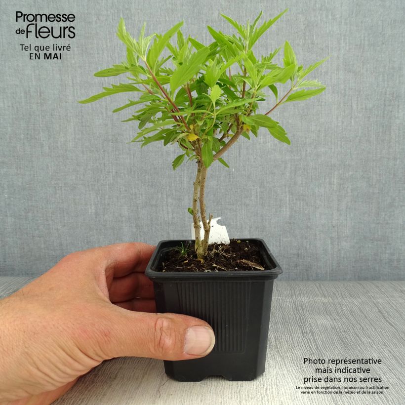 Exemplaar van Caryopteris clandonensis Pavilion Roze - Blauwe spirea Kweekpotje van 8/9 cm zoals geleverd in de lente