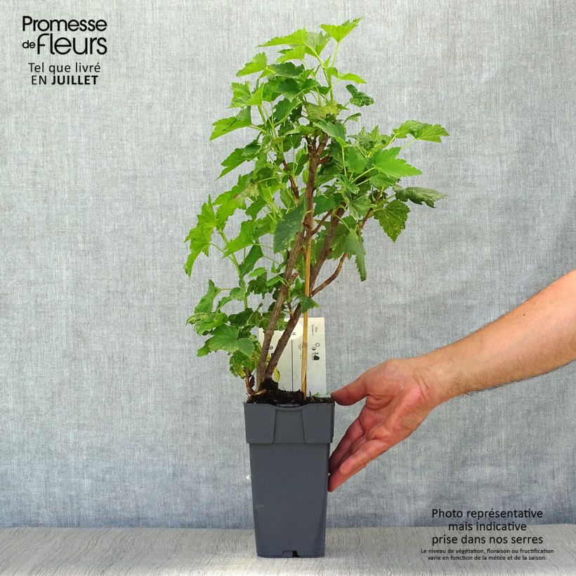 Exemplaar van Jostabes - Ribes nidigrolaria Pot van 2 l/3 l, Struik zoals geleverd in de zomer