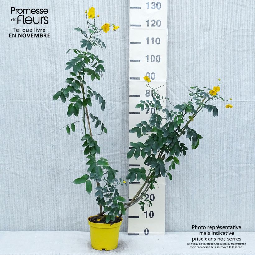 Exemplaar van Cassia floribunda - Senne Pot van 2 l/3 l zoals geleverd in de herfst