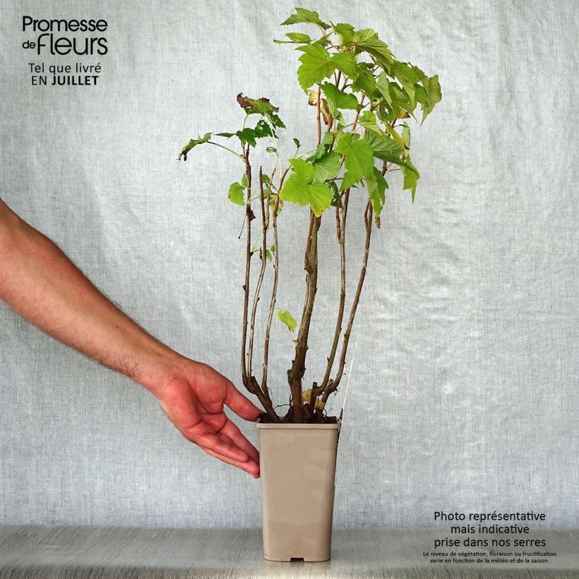 Exemplaar van Zwarte bes Andega (autofertiel) Pot van 1,5 l/2 l, Struik zoals geleverd in de zomer