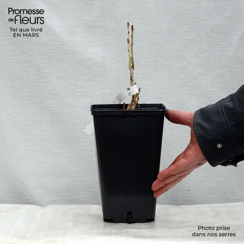 Example of Zwarte bes Andega (autofertiel) Pot van 1,5 l/2 l, Struik as you get in printemps