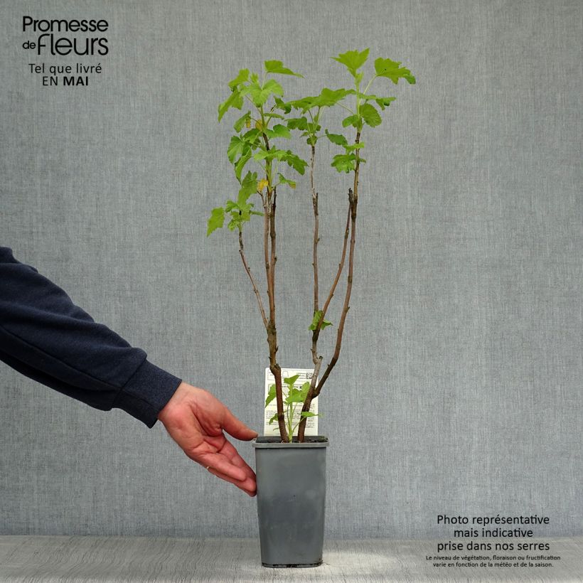 Exemplaar van Zwarte bes Andega BIO Pot van 1,5 l/2 l, Struik zoals geleverd in de lente