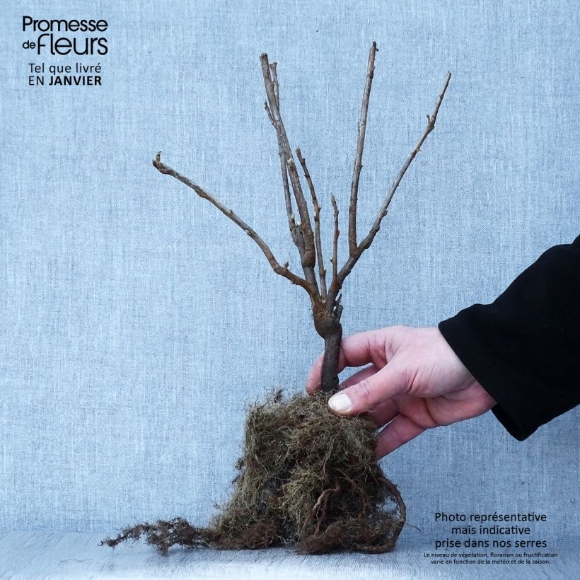 Example of Zwarte bes Andega (autofertiel) Naakte wortel as you get in hiver