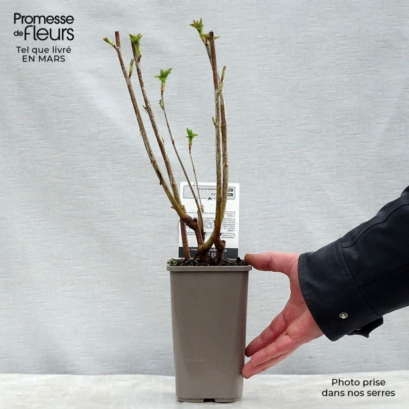 Example of Zwarte bes Black Down Pot van 1 l/1,5 l, Struik as you get in printemps