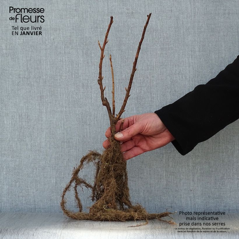 Example of Zwarte bes Black Down Naakte wortel, Struik as you get in hiver