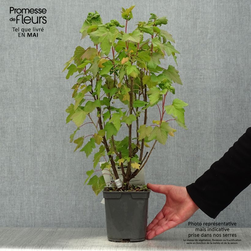 Example of Zwarte bes Delbard Robusta Pot van 2 l/3 l as you get in printemps