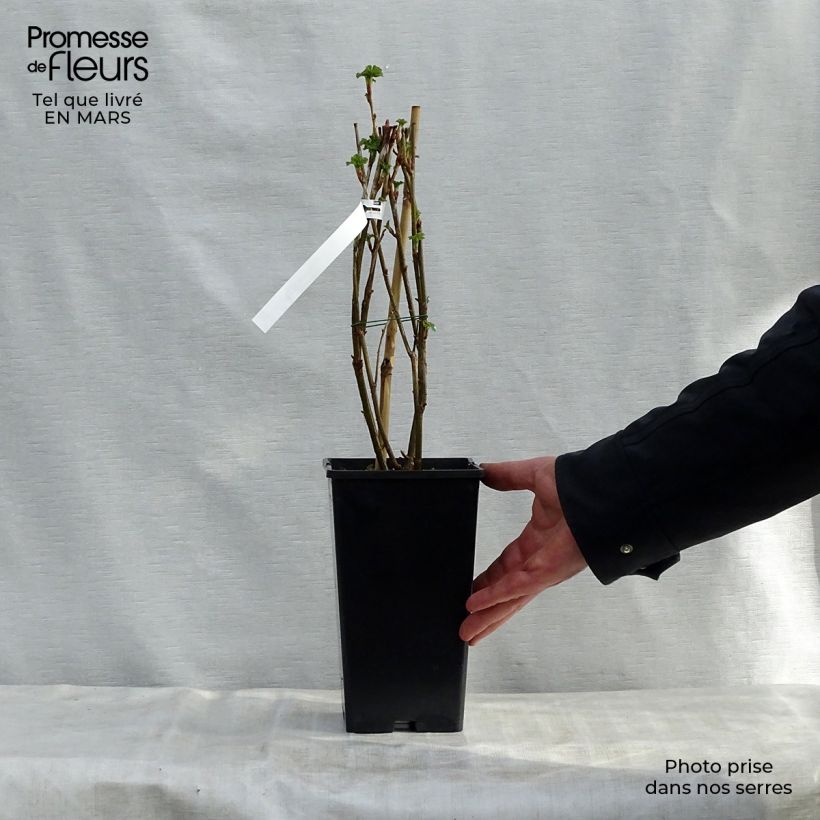 Exemplaar van Zwarte bes Reus van Boskoop Pot van 1,5 l/2 l zoals geleverd in de lente