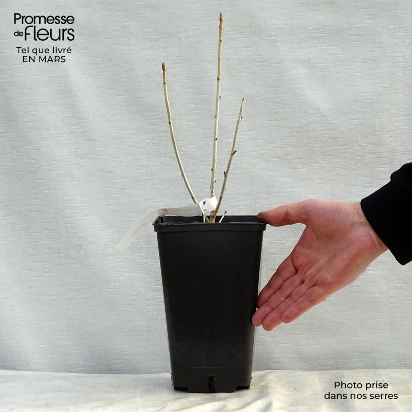 Exemplaar van Zwarte bes Little Black Sugar Pot van 1,5 l/2 l, Struik zoals geleverd in de lente