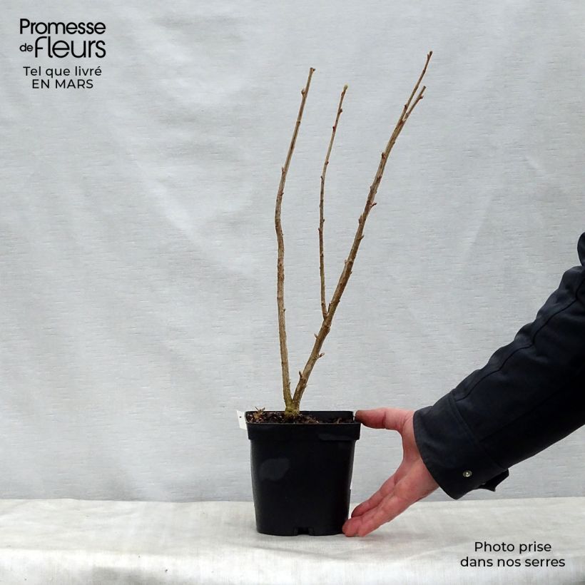 Example of Zwarte bes Neva Pot van 2 l/3 l, Struik as you get in printemps