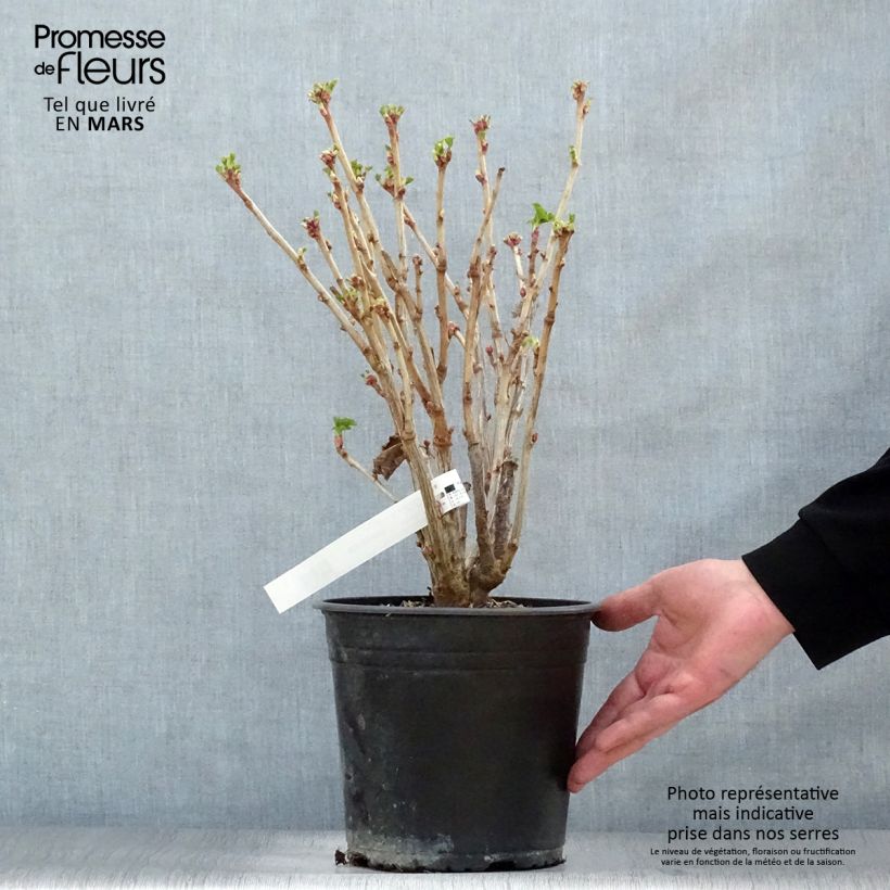 Example of Zwarte bes Neva Pot van 4 l/5 l, Struik as you get in printemps