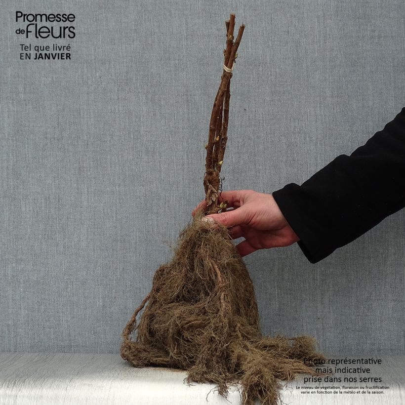 Example of Zwarte bes Neva Naakte wortel, Struik as you get in hiver