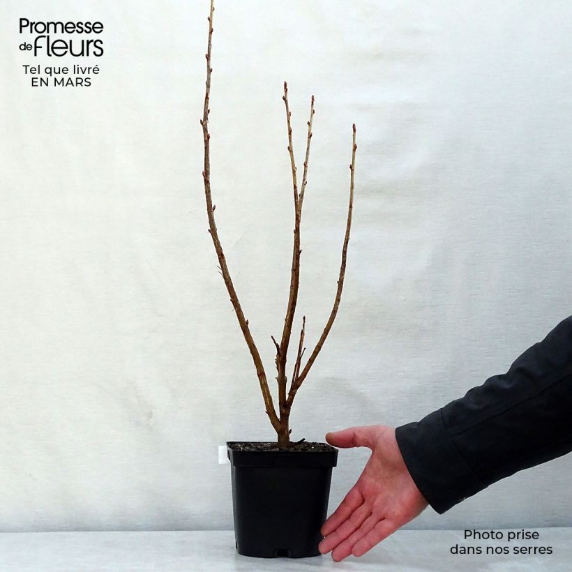 Exemplaar van Zwarte bes Noir de Bourgogne Pot van 1,5 l/2 l, Struik zoals geleverd in de lente