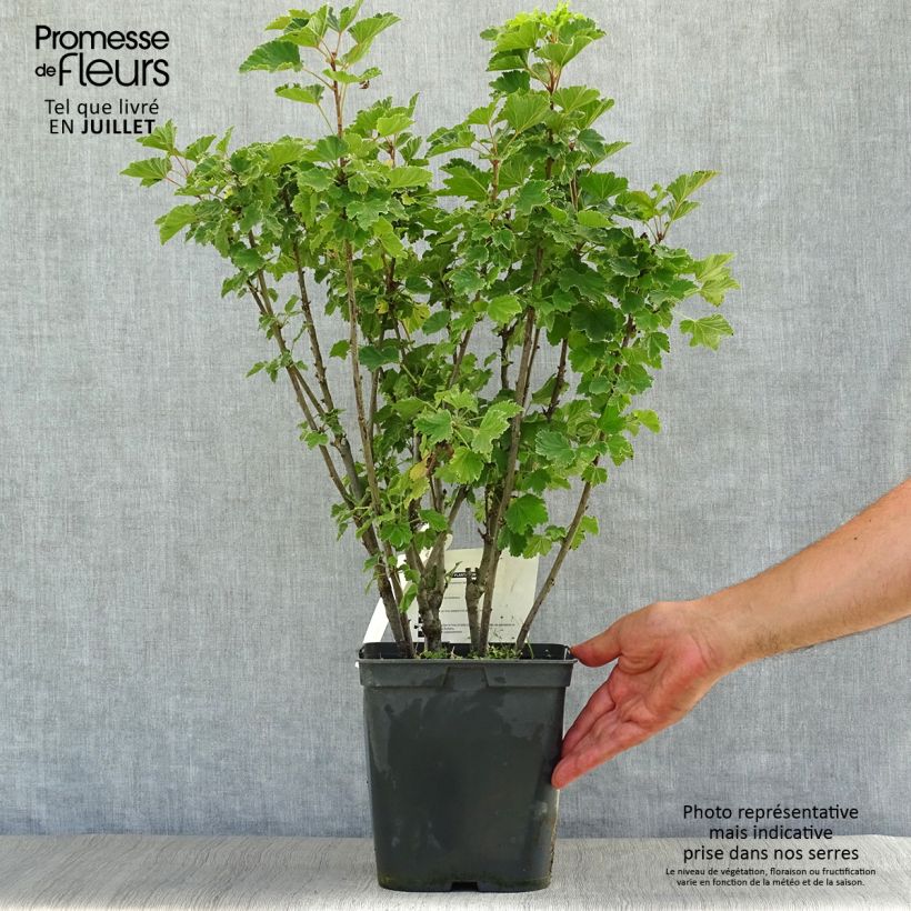 Exemplaar van Zwarte bes Noir de Bourgogne Pot van 4 l/5 l zoals geleverd in de zomer