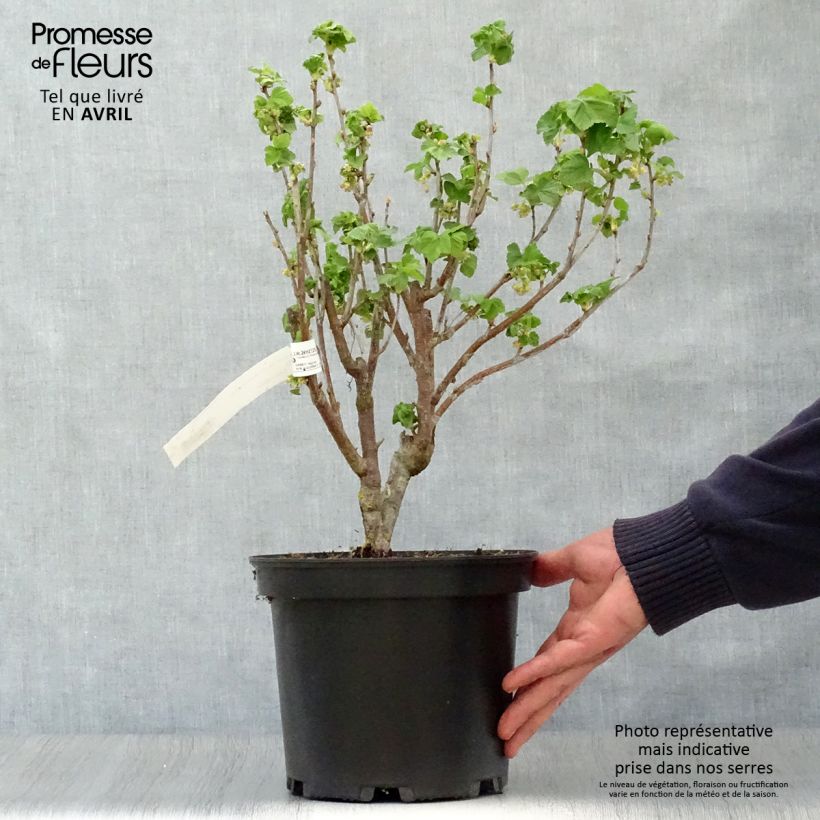 Exemplaar van Zwarte bes Noir de Bourgogne Pot van 4 l/5 l zoals geleverd in de lente