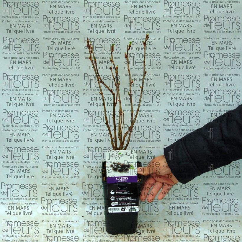 Voorbeeld van een exemplaar van Zwarte aalbes Noiroma Pot van 1 l/1,5 l, Struik zoals geleverd