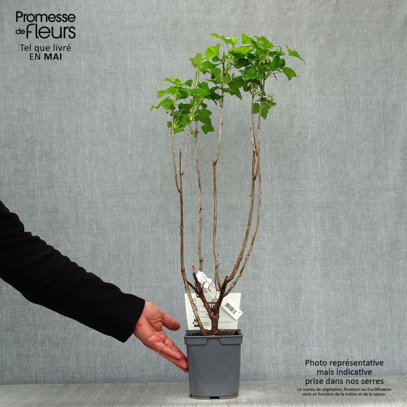 Example of Zwarte bes Perles d'Auvergne Georges Delbard Pot van 2 l/3 l, Struik as you get in printemps